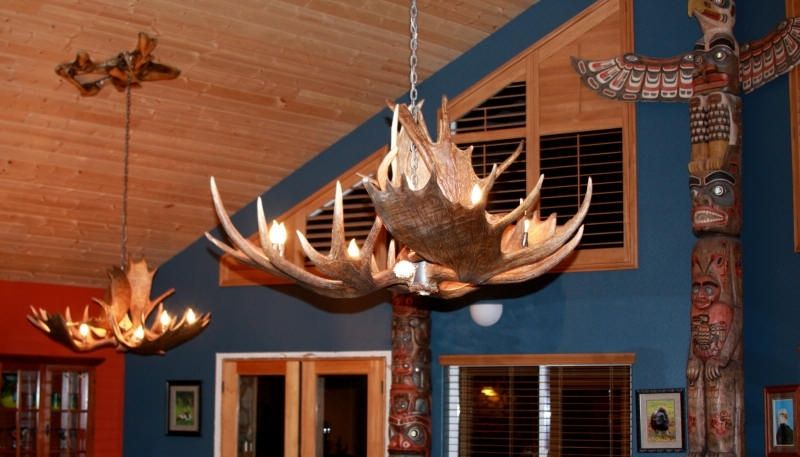 Antlers Chandeliers Inside Famous Moose Antler Chandeliers And Lighting (View 10 of 10)