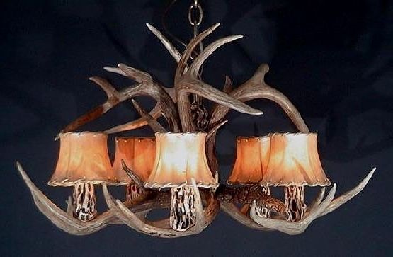 White Tail Deer Antler Pertaining To Stag Horn Chandelier (View 7 of 10)