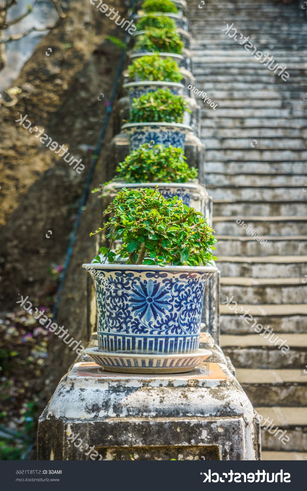 Popular Carmona Retusa Plants Old Ceramic Pots Stock Photo (edit Now Inside Carmon Ceramic Garden Tool (View 7 of 30)