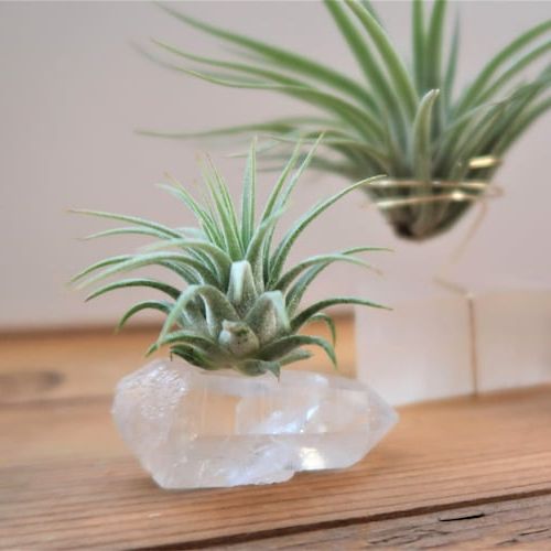 2020 Crystal Clear Plant Stands Intended For Clear Quartz Dream Manifestation Crystal And Live – Etsy (View 9 of 10)