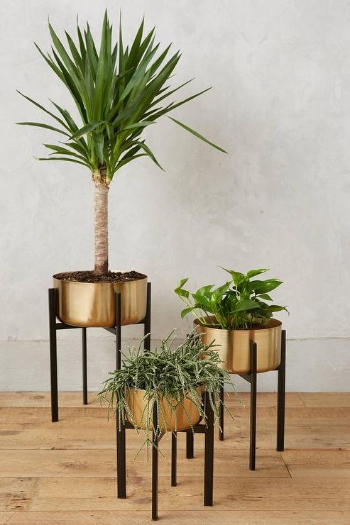 Brass Plant Stands With Most Popular Rossum Brass Metallic Plant Stands (View 3 of 10)