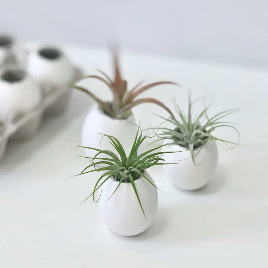 Eggshell Plant Stands Intended For Best And Newest Concrete Eggshell Planters For Air Plants – Artsy Pretty Plants (View 7 of 10)