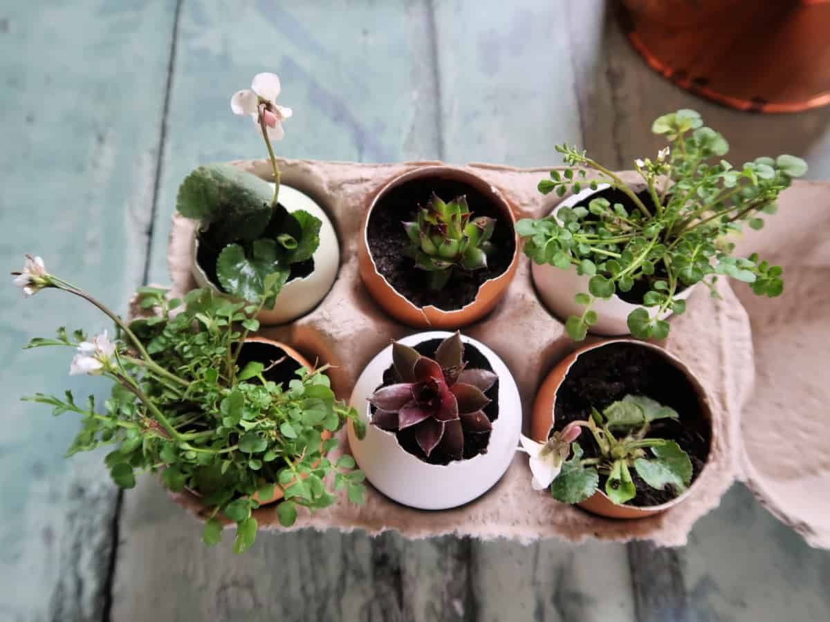 Preferred How To Make Cute Eggshell Planters For Miniature Plants • Craft Invaders With Eggshell Plant Stands (View 5 of 10)