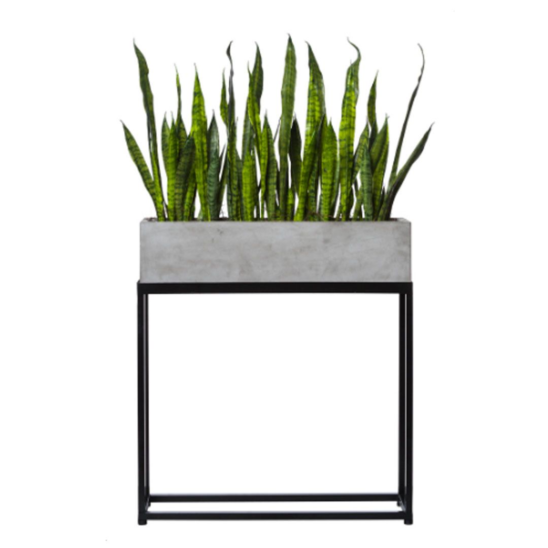 Rectangular Plant Stands With Regard To Most Current Shop Snake Plant In Rectangle Plant Stand (View 3 of 10)