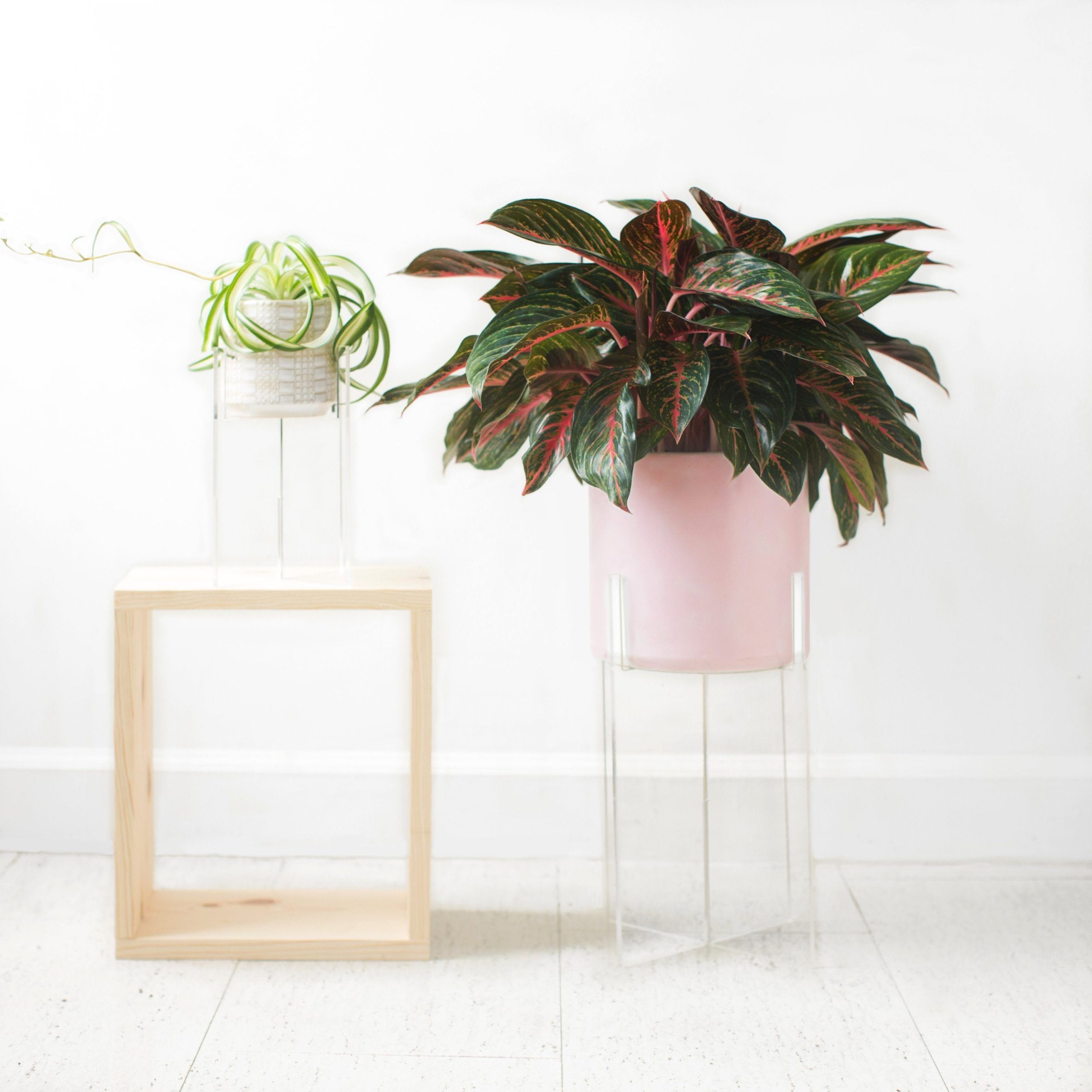 Trendy Acrylic Plant Stands Regarding Plexiglass Clear Plant Stand Acrylic Floating Indoor Plant – Etsy (View 4 of 10)