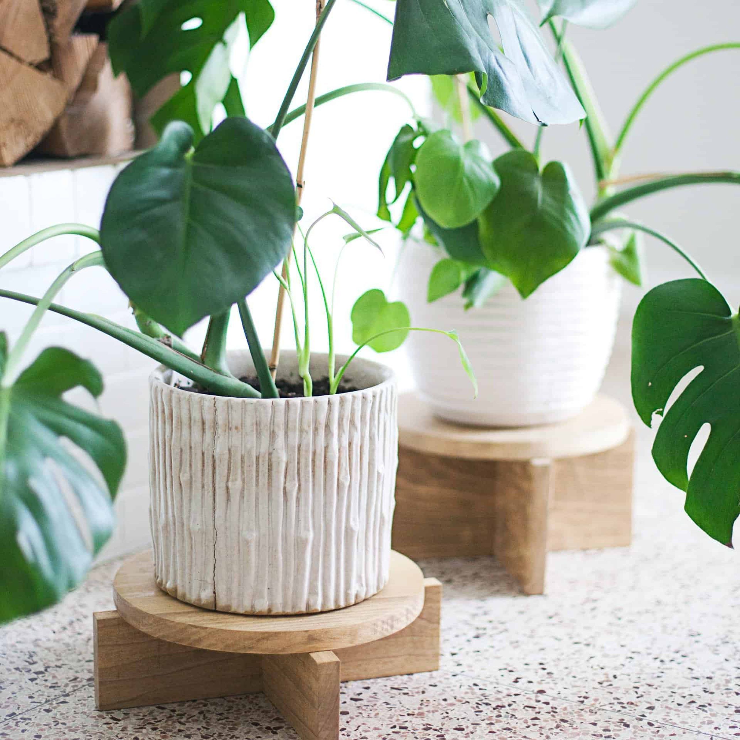 Widely Used Wood Plant Stands Inside Diy Modern Wood Plant Stands – A Beautiful Mess (View 4 of 10)