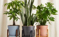 10 Photos Wooden Plant Stands